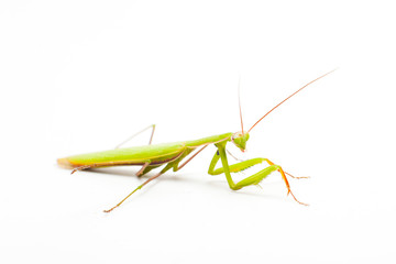 big green Mantis isolated on white background