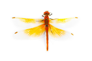Big dragonfly isolated on a white background - obrazy, fototapety, plakaty