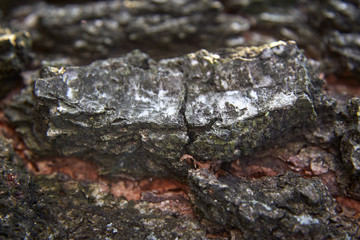 trunk of birch covered with moss old tree close-up shot of birch bark