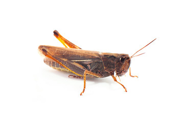 Big grasshopper in front of white background