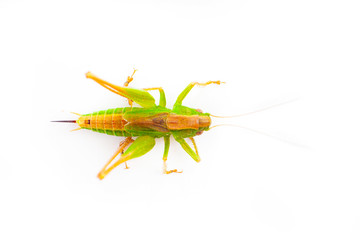 Macro image of a grasshopper isolated on white background