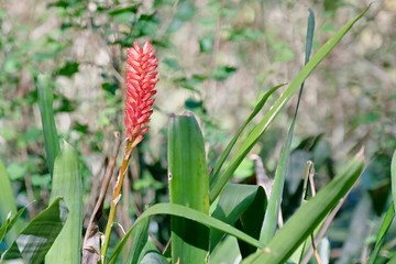 red looking wild flower of a succulent plant called orange sunrise in a tropical forest in soft filtered sunlight