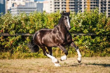 Amazing black with white cart horse stallion gallop freely in the paddock during summer time....