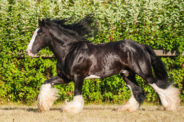 Amazing black with white cart horse stallion gallop freely in the paddock during summer time....