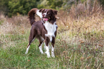 Rassehund Collie