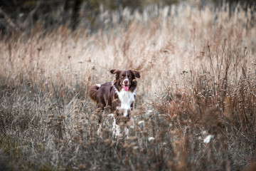 Rassehund Collie