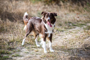 Rassehund Collie