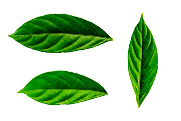 Leaves in the garden on white background. Debris after being eaten by worms. The furrows on the leaves occur naturally.