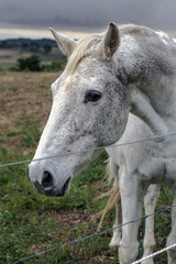 Naklejka na ściany i meble Close-up face a beautiful white horse on the farm 