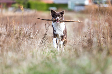 Rassehund Collie