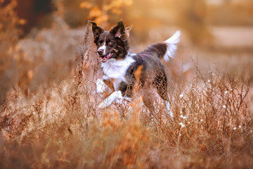 Rassehund Collie