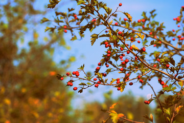 Ripe hawthorn berries on a bush in the autumn forest on a sunny day