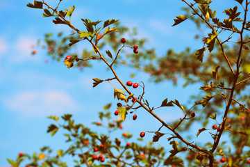 Ripe hawthorn berries on a bush in the autumn forest on a sunny day