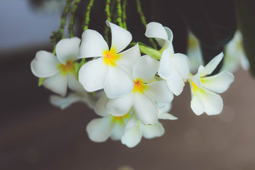 Plumeria flowers
