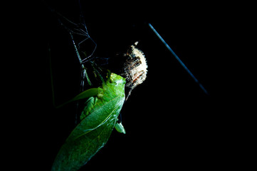 Grasshopper caught in a spider web