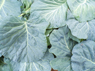 Cabbage leaves. Background of cabbage leaves close-up. Large cabbage leaves.