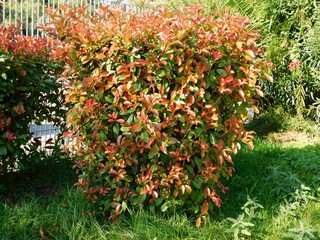 A photinia fraseri red robin shrub with red and green leaves in a park in Attica, Greece