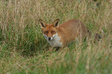 A cute wild Red Fox, Vulpes vulpes, hunting for food in the long grass in a field.
