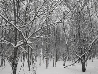 白銀の冬の木立