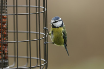 A beautiful Blue Tit, Cyanistes caeruleus, perching on a Squirrel proof peanut feeder.