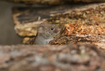A sweet wild Bank Vole, Myodes glareolus foraging for food in a log pile.