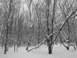 白銀の冬の木立