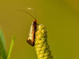 Nemophora metallica - small butterfly with very long horns