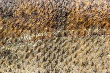 fish scales as background and texture © studybos