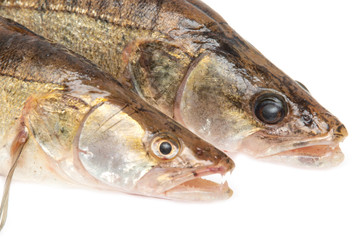 fresh zander fish on a white background