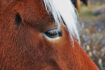 Icelandic Horse