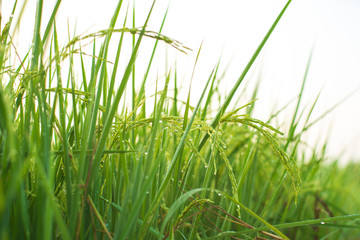 Rice farm,Rice field,Rice paddy, rice pants,Bokeh dew drops on the top of the rice fields in the morning sun,along with the rice fields that emphasize the soft background.