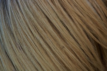 Fototapeta premium Icelandic Horse