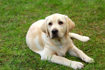 dog breed Labrador