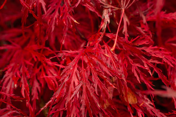 A closeup of a fire maple bush and its red leaves during the fall season.