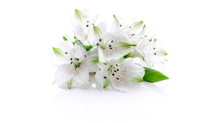 Beautiful white lily flowers on a white background. Isolated object. Web banner format