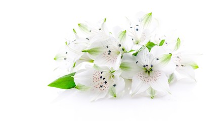 Beautiful white lily flowers on a white background. Isolated object. Web banner format