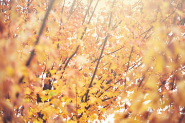 Looking into a tree with autumn leaves and a sun glow.