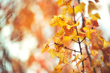 A background of autumn leaves in a tree.