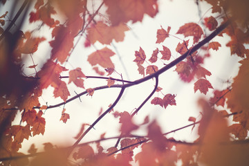 A background of autumn leaves in a tree.