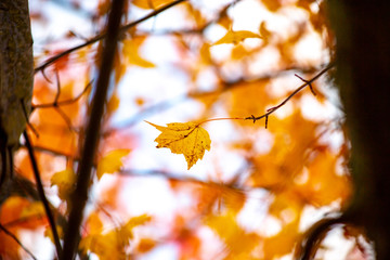 Focusing on a single autumn leaf in a tree.