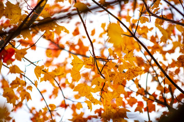 A background of autumn leaves in a tree.