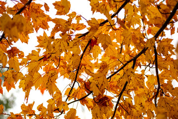 A background of autumn leaves in a tree.