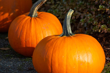 A row of pumpkins on display as Halloween decorations.