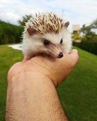 owen, the hedgehog
