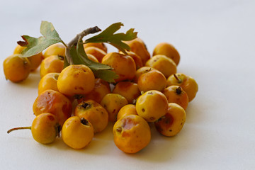 Hawthorn fruit