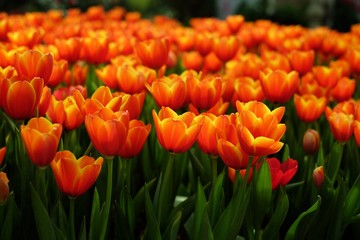 Beautiful blooming orange tulips in flower field.