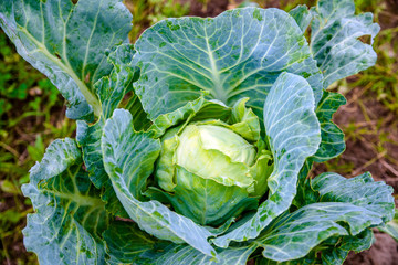 large leaves of Savoy cabbage in the garden