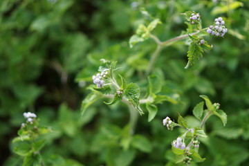 green leaves with drops of water
