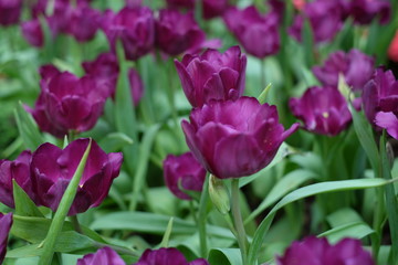 Beautiful blooming purple tulips in flower field with sunlight effect.