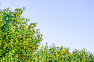 Green Bush, Green Leaves Against Blue Sky